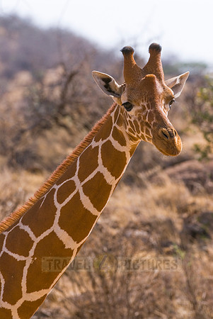 Reticulated Giraffe