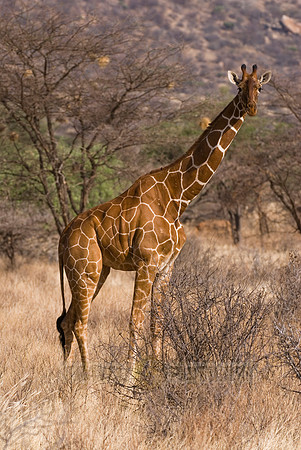 Reticulated Giraffe