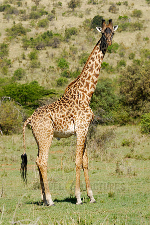 Masai giraffe, Giraffa camelopardalis