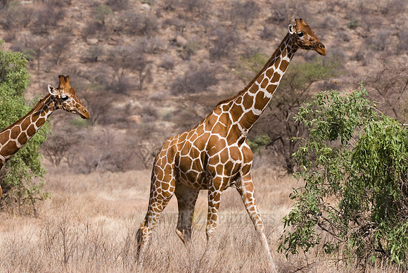 Reticulated Giraffe