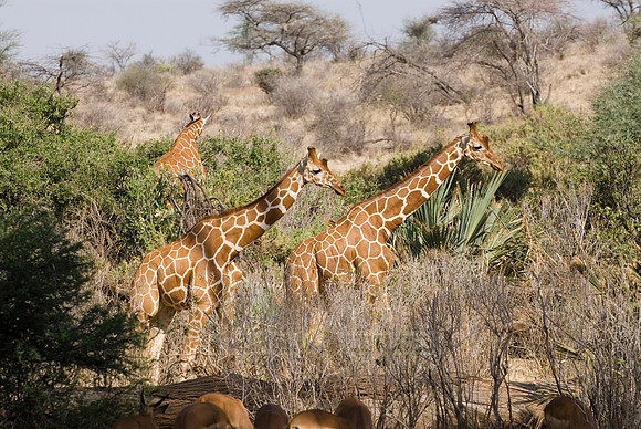Reticulated Giraffe