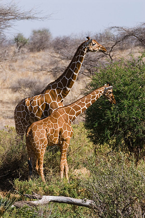 Reticulated Giraffe