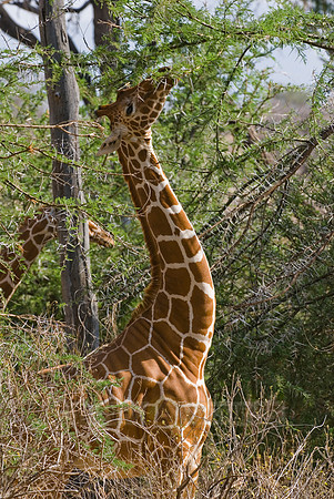 Reticulated Giraffe