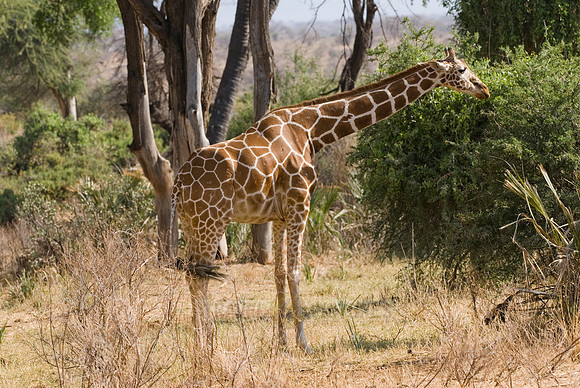 Reticulated Giraffe