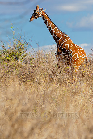Somali Giraffe, Reticulated Giraffe
