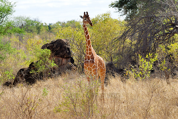 Somali Giraffe, Reticulated Giraffe