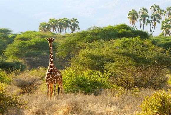 Somali Giraffe, Reticulated Giraffe