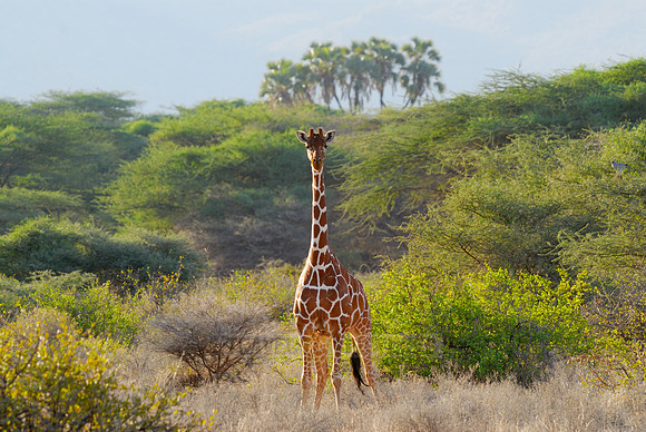 Somali Giraffe, Reticulated Giraffe