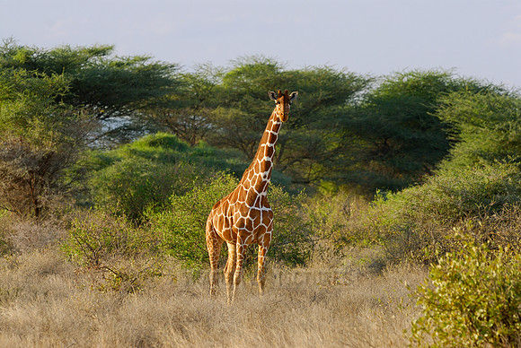 Somali Giraffe, Reticulated Giraffe
