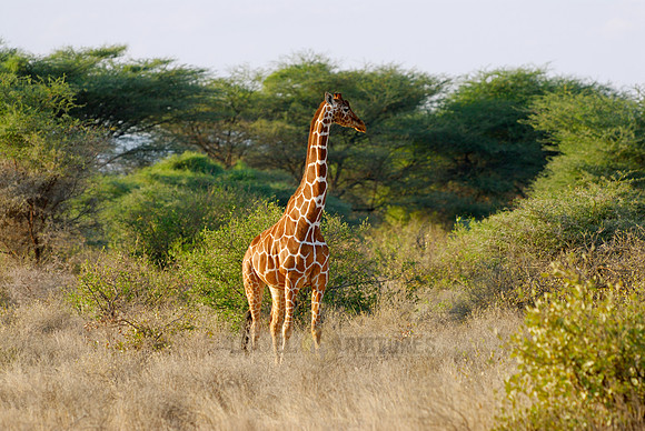 Somali Giraffe, Reticulated Giraffe
