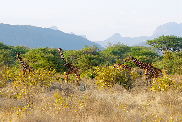 Somali Giraffe, Reticulated Giraffe