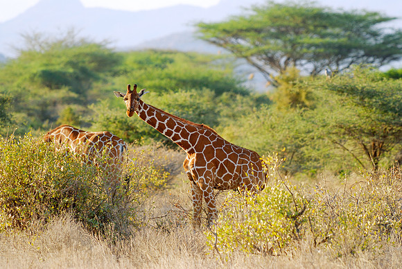 Somali Giraffe, Reticulated Giraffe