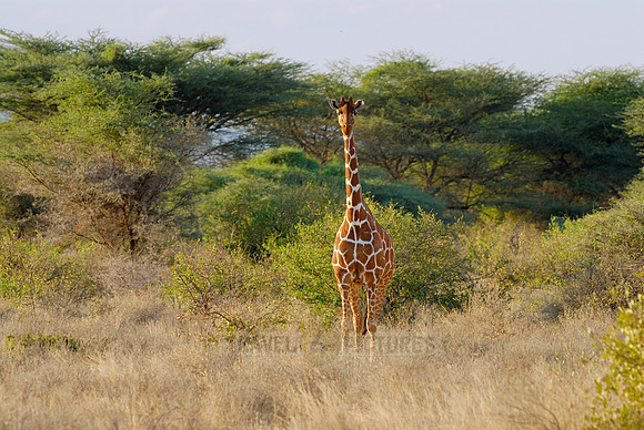 Somali Giraffe, Reticulated Giraffe