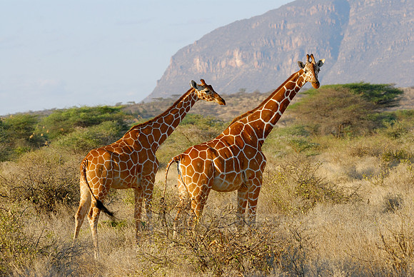 Somali Giraffe, Reticulated Giraffe