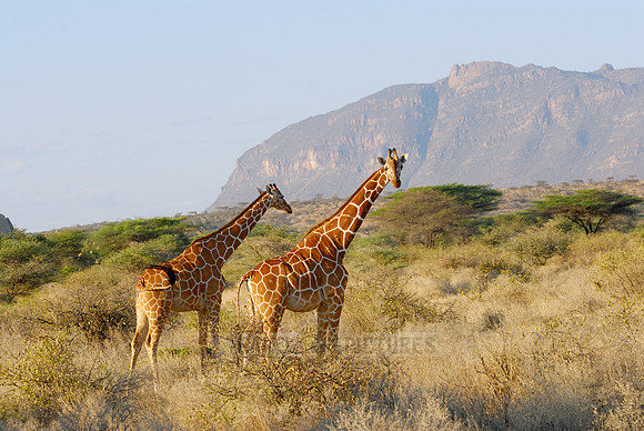 Somali Giraffe, Reticulated Giraffe