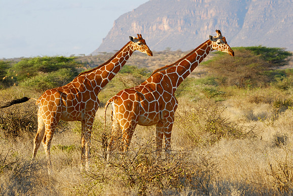 Somali Giraffe, Reticulated Giraffe