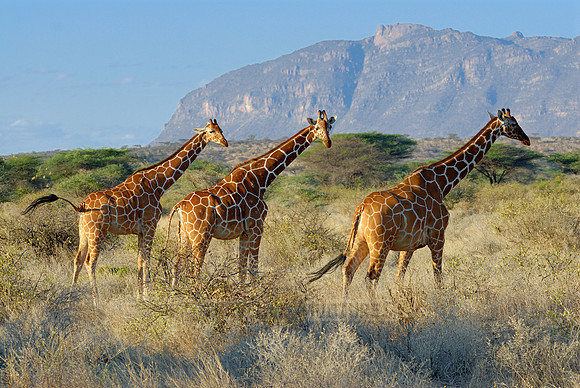 Somali Giraffe, Reticulated Giraffe