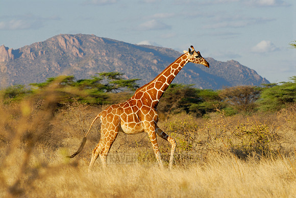 Somali Giraffe, Reticulated Giraffe