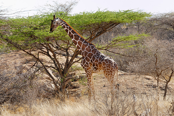 Somali Giraffe, Reticulated Giraffe
