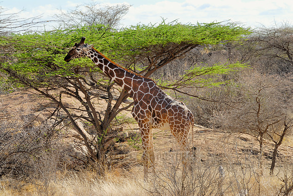 Somali Giraffe, Reticulated Giraffe