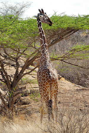 Somali Giraffe, Reticulated Giraffe