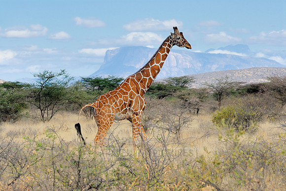 Somali Giraffe, Reticulated Giraffe