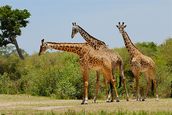 Massai giraffes, Giraffa camelopardalis