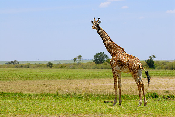 Massai giraffe, Giraffa camelopardalis