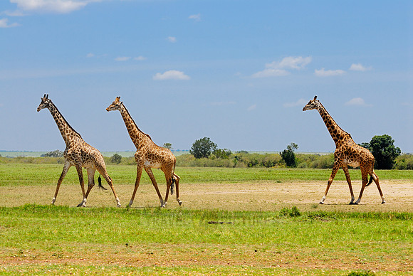 Massai giraffes, Giraffa camelopardalis