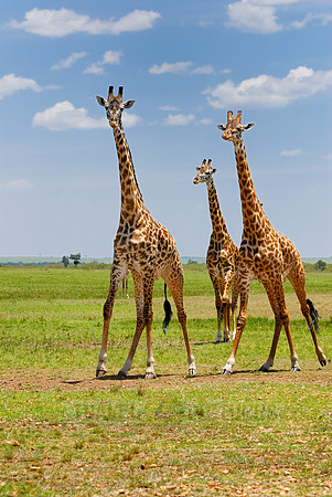 Massai giraffes, Giraffa camelopardalis