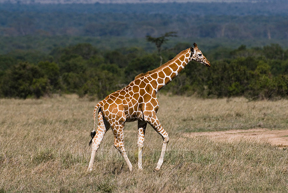 Reticulated Giraffe, Giraffa camelopardalis reticulata