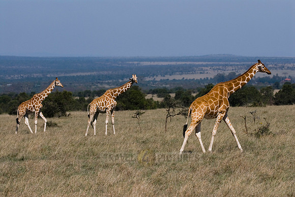 Reticulated Giraffe, Giraffa camelopardalis reticulata