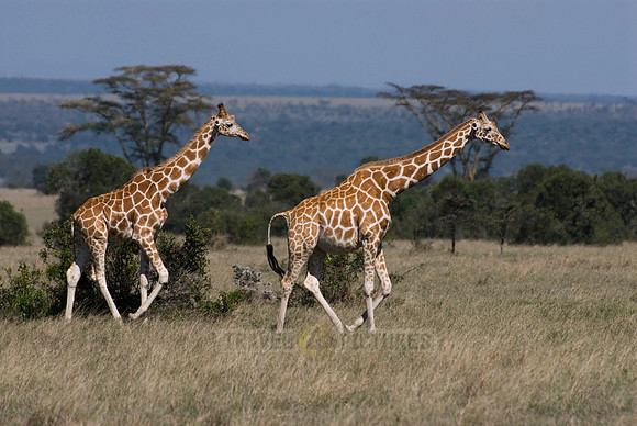 Reticulated Giraffe, Giraffa camelopardalis reticulata