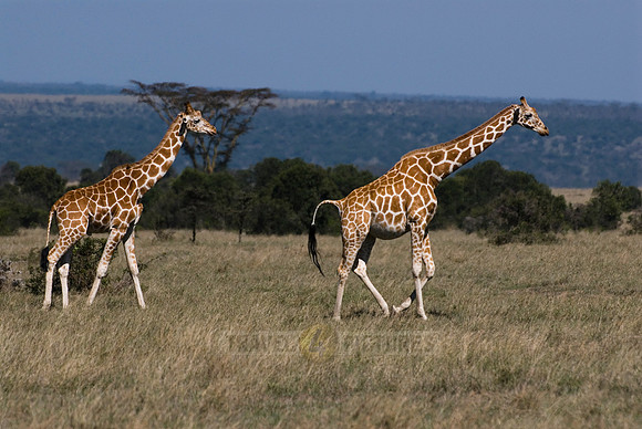 Reticulated Giraffe, Giraffa camelopardalis reticulata