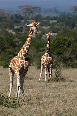 Reticulated Giraffe, Giraffa camelopardalis reticulata