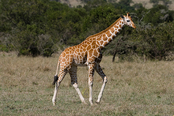 Reticulated Giraffe, Giraffa camelopardalis reticulata
