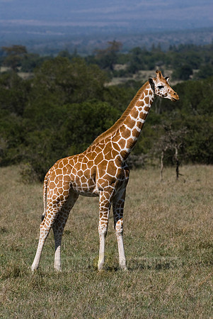 Reticulated Giraffe, Giraffa camelopardalis reticulata