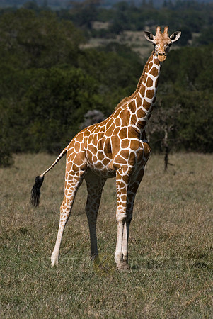 Reticulated Giraffe, Giraffa camelopardalis reticulata