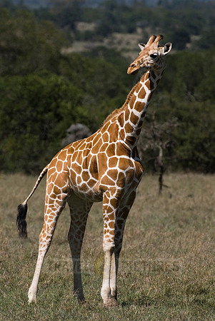 Reticulated Giraffe, Giraffa camelopardalis reticulata