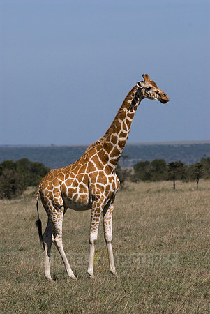 Reticulated Giraffe, Giraffa camelopardalis reticulata