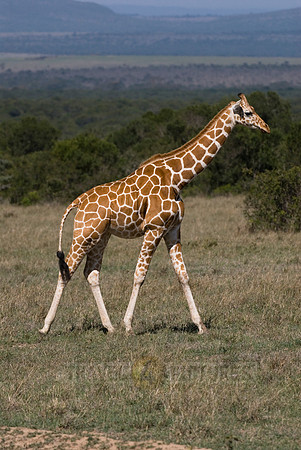 Reticulated Giraffe, Giraffa camelopardalis reticulata