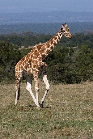 Reticulated Giraffe, Giraffa camelopardalis reticulata