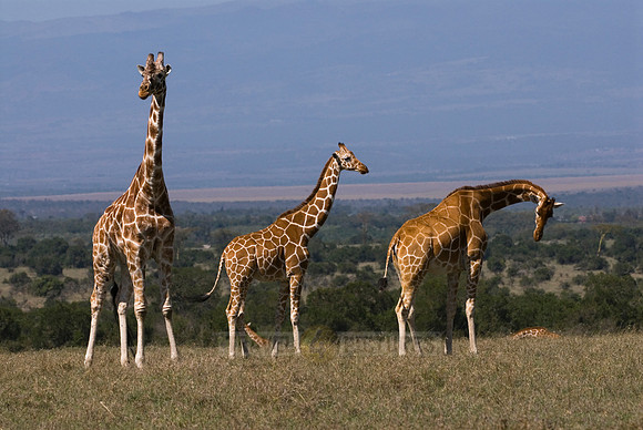 Reticulated Giraffe, Giraffa camelopardalis reticulata