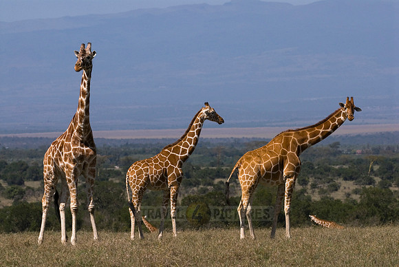 Reticulated Giraffe, Giraffa camelopardalis reticulata