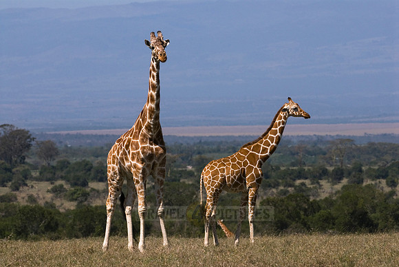 Reticulated Giraffe, Giraffa camelopardalis reticulata