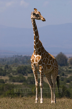 Reticulated Giraffe, Giraffa camelopardalis reticulata