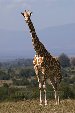 Reticulated Giraffe, Giraffa camelopardalis reticulata
