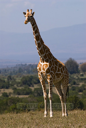 Reticulated Giraffe, Giraffa camelopardalis reticulata