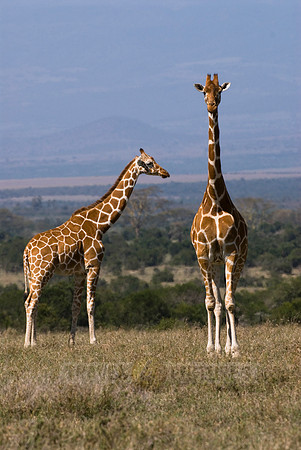 Reticulated Giraffe, Giraffa camelopardalis reticulata