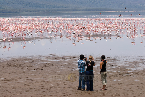 tourists watching flamboyance of Lesser Flamingos